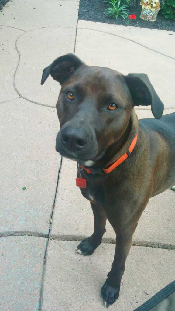 Clerk Dog Licenses Town of Eden, New York